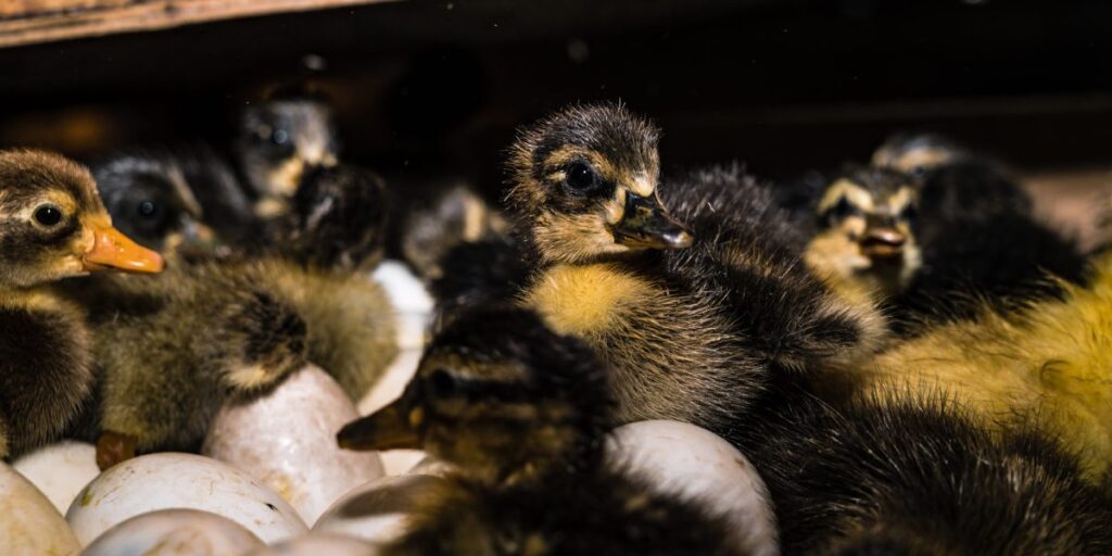 America’s egg industry kills 350 million useless male chicks a year but now new technology can identify them before they’re born