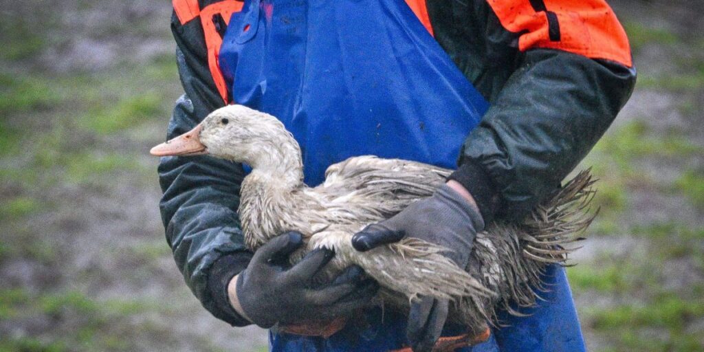 A person in Louisiana is hospitalized with the first severe case of bird flu in the U.S. They're in critical condition with severe respiratory symptoms