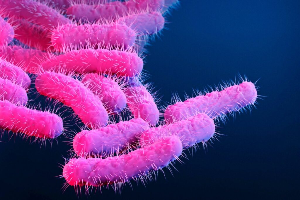 Shigella