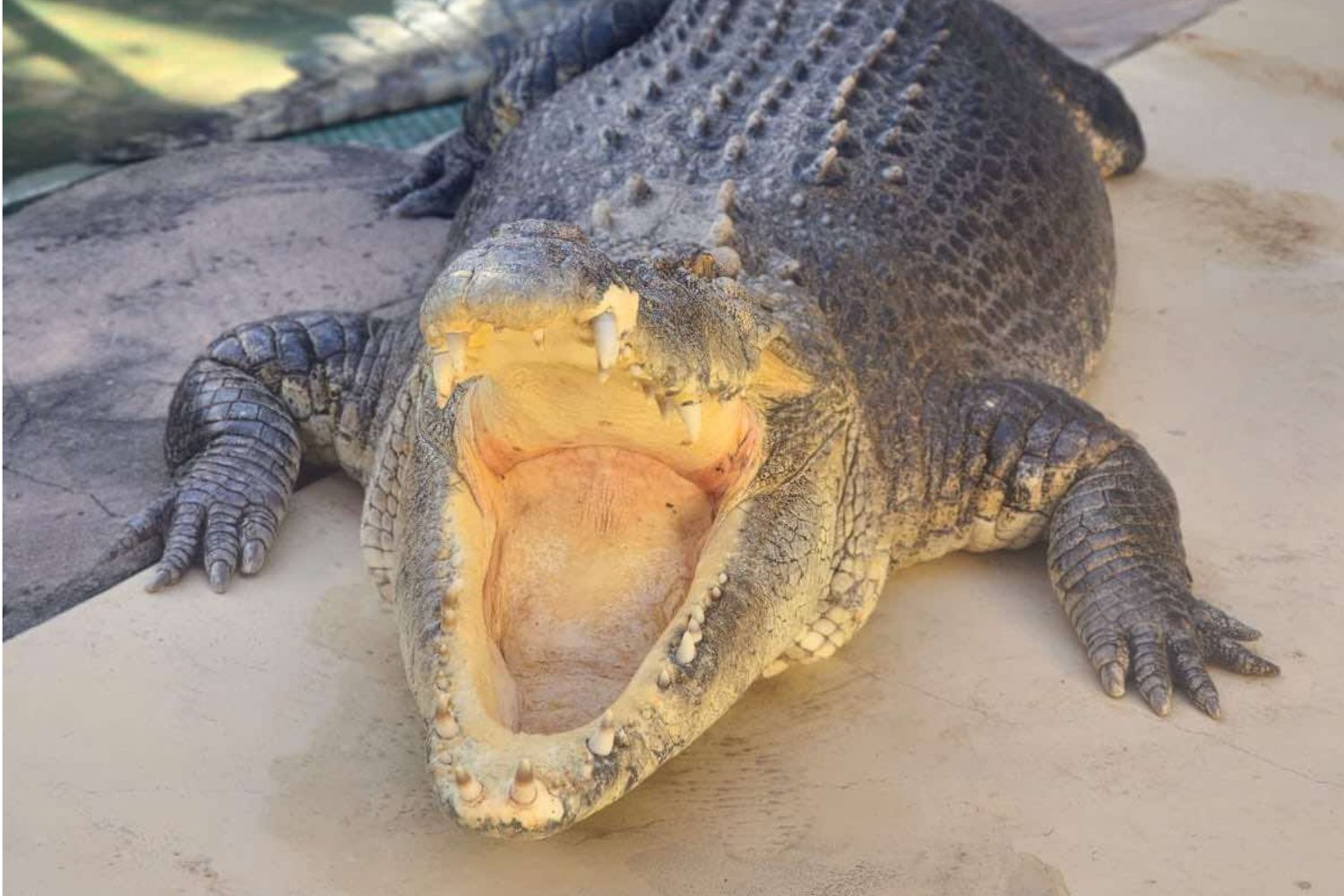 Bert, the croc made famous by Crocodile Dundee.