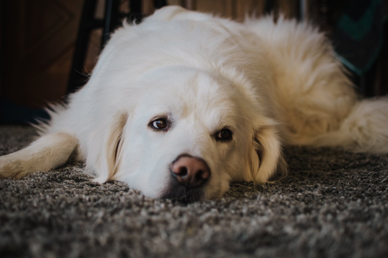 A Great Pyrenees/Lab mix lying on a rug.