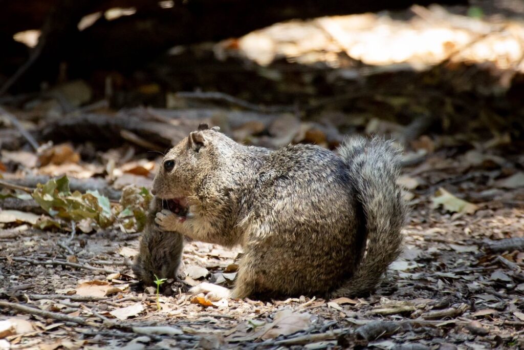 A California ground squirrel eating a vole.