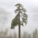 "Big Lonely Doug" a Coast Douglas-fir stands on its own.