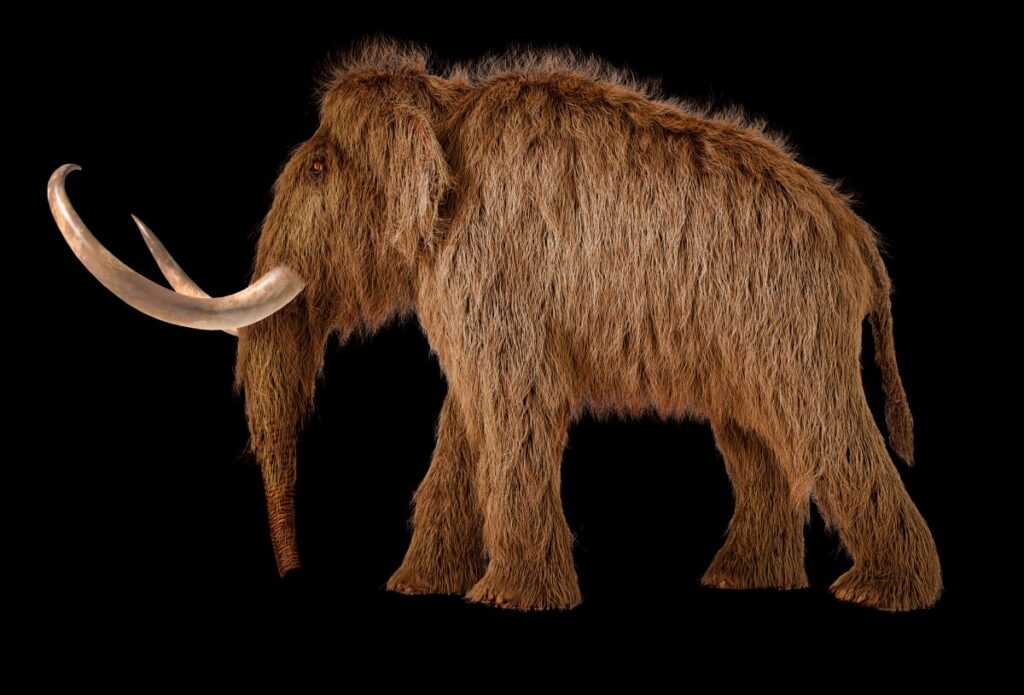 Colossal Biosciences raises $200M at $10.2B valuation to bring back woolly mammoths