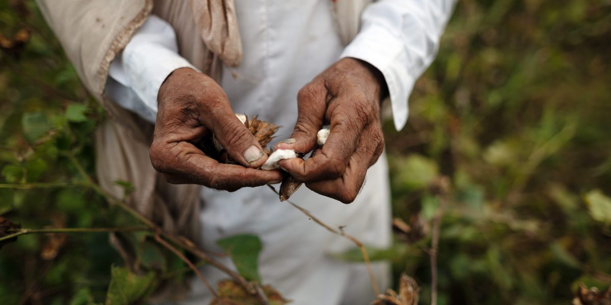 Adidas, H&M and The Gap bought cotton grown by children in India, rights group’s report says