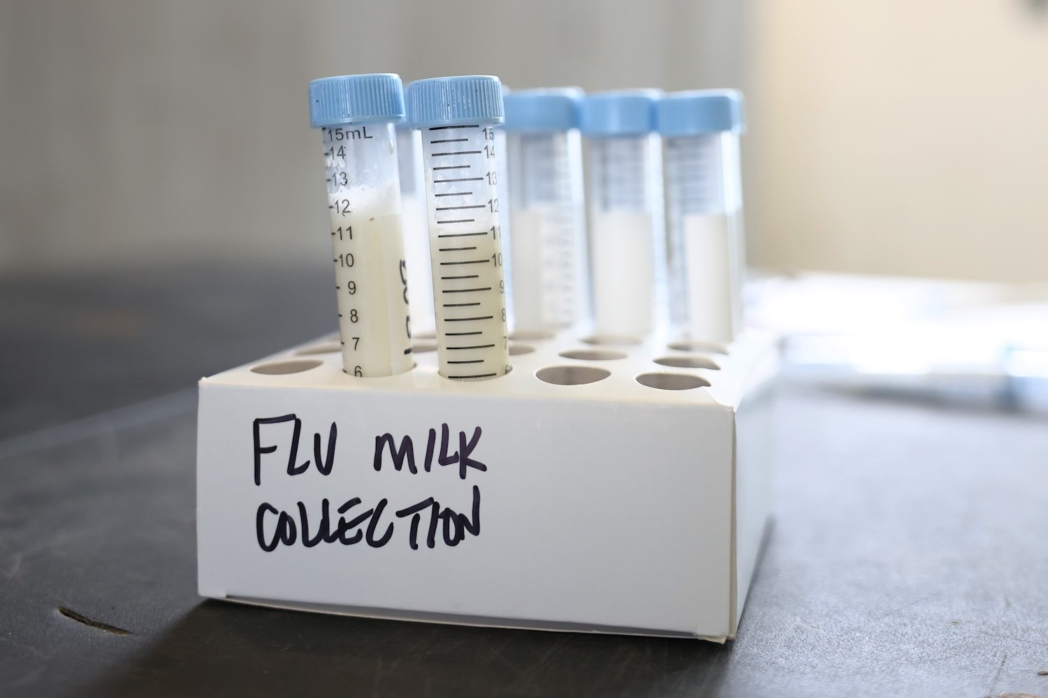 In this photo illustration, milk samples to be tested are seen on a table at the Cornell Teaching Dairy Barn at Cornell University on December 11, 2024 in Ithaca, New York.