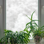 6 products to help your indoor plants to thrive in the winter