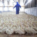 New bird flu strain detected on poultry farm as experts monitor mutations