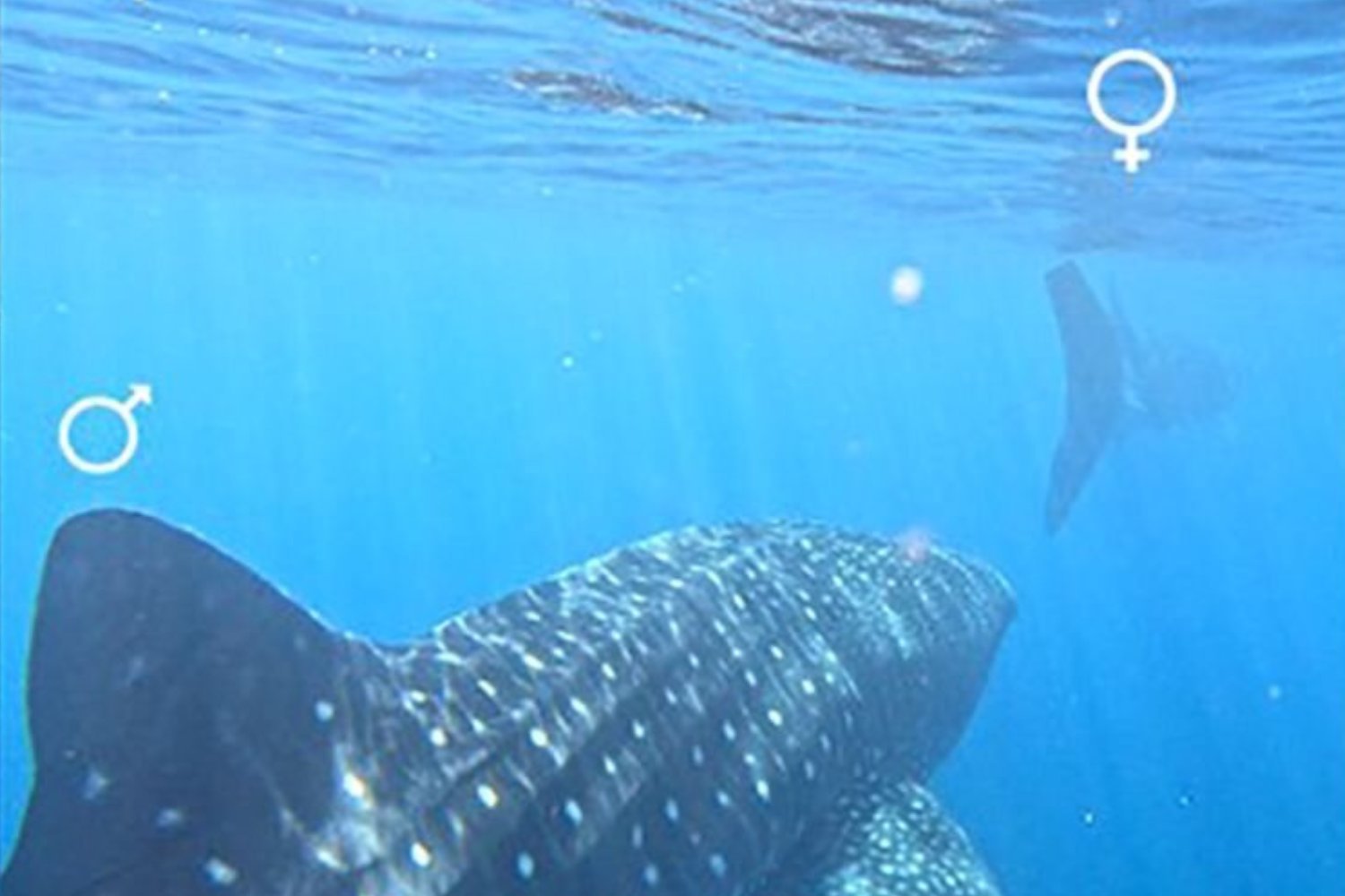 A male whale shark following close behind a female.