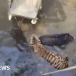 Moment tiger and boar rescued from well in India