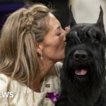 Monty the giant schnauzer wins Best in Show