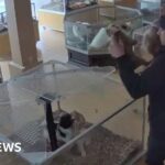 Watch: Bulldog puppies stolen in chaotic pet shop heist