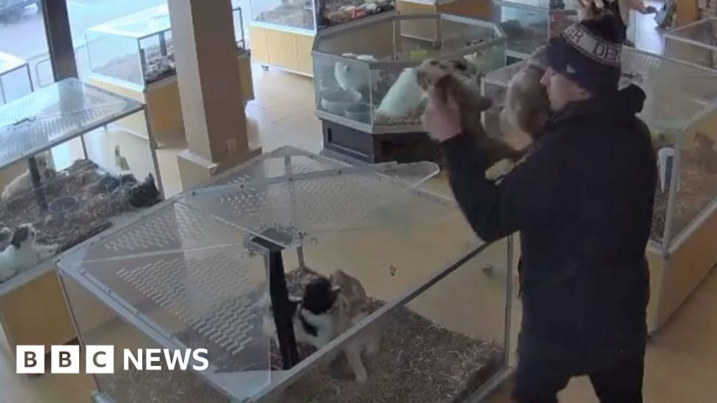 Watch: Bulldog puppies stolen in chaotic pet shop heist