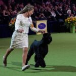 Monty the Giant Schnauzer named Best in Show at the 149th Westminster Dog Show