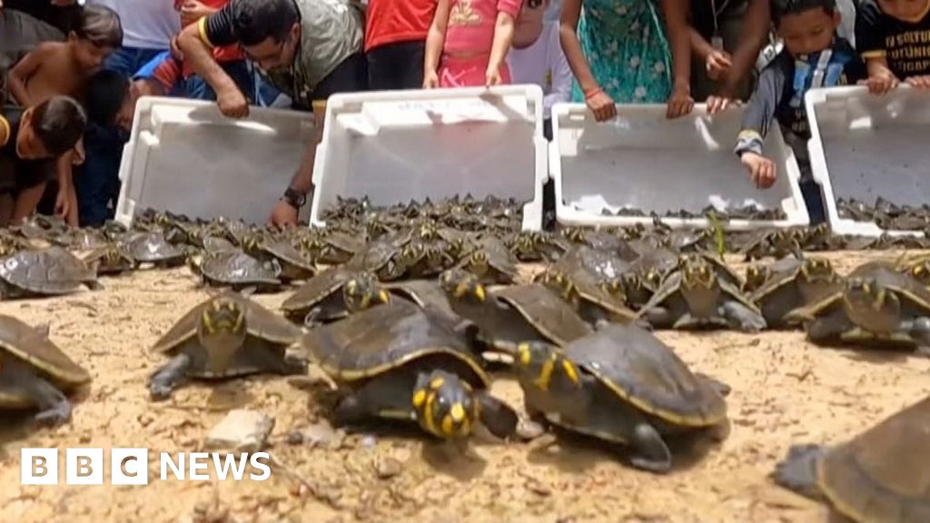 Yellow-spotted baby turtles are released in Brazil river