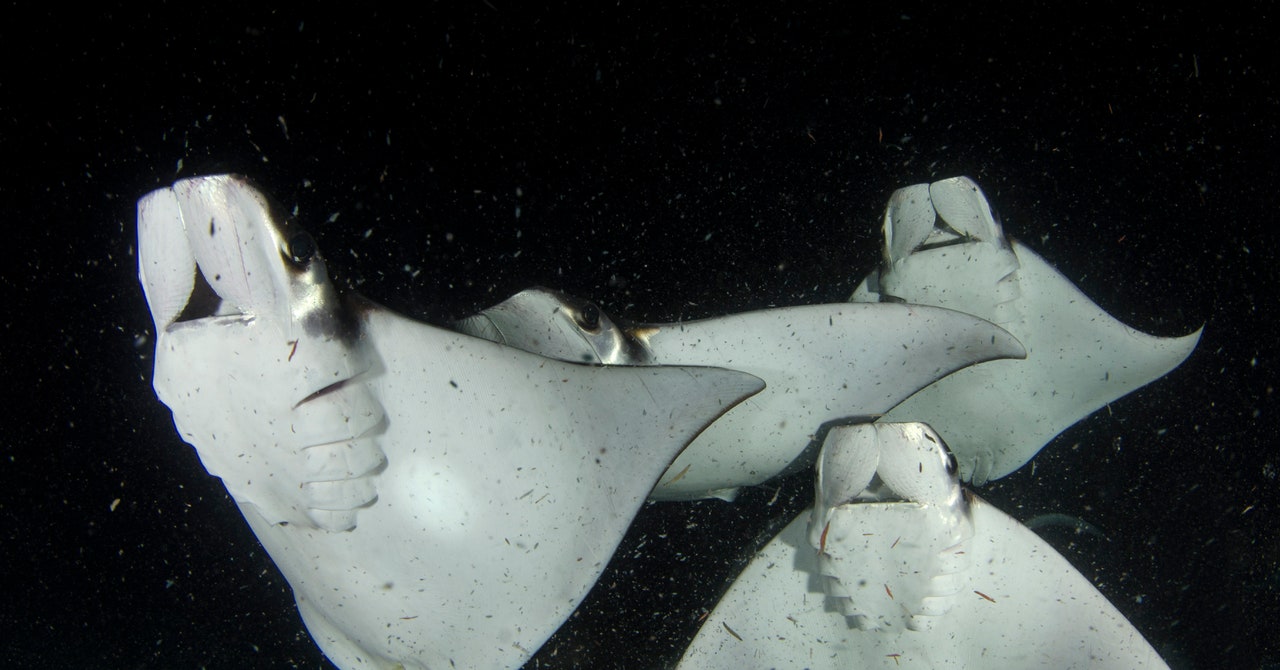 Mobulas, a Wonder of the Gulf of California, Are Disappearing