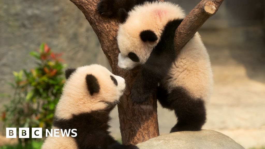 Panda-stic! Twin cubs attract hundreds of visitors on debut