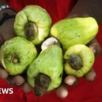 Ghana wants more for its cashews, but it's a tough nut to crack