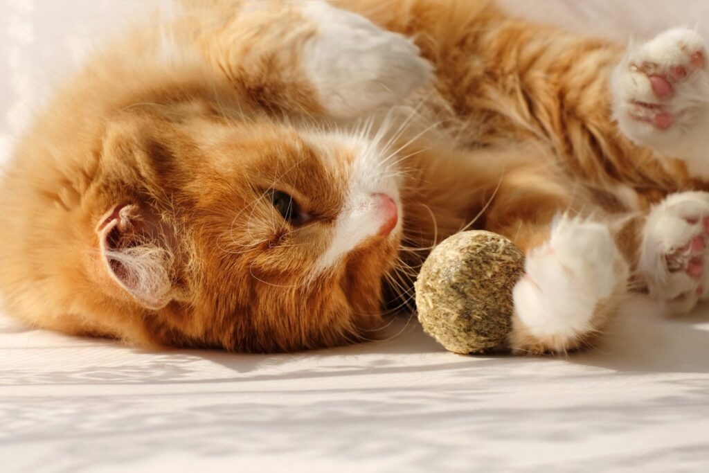 Cat With Catnip