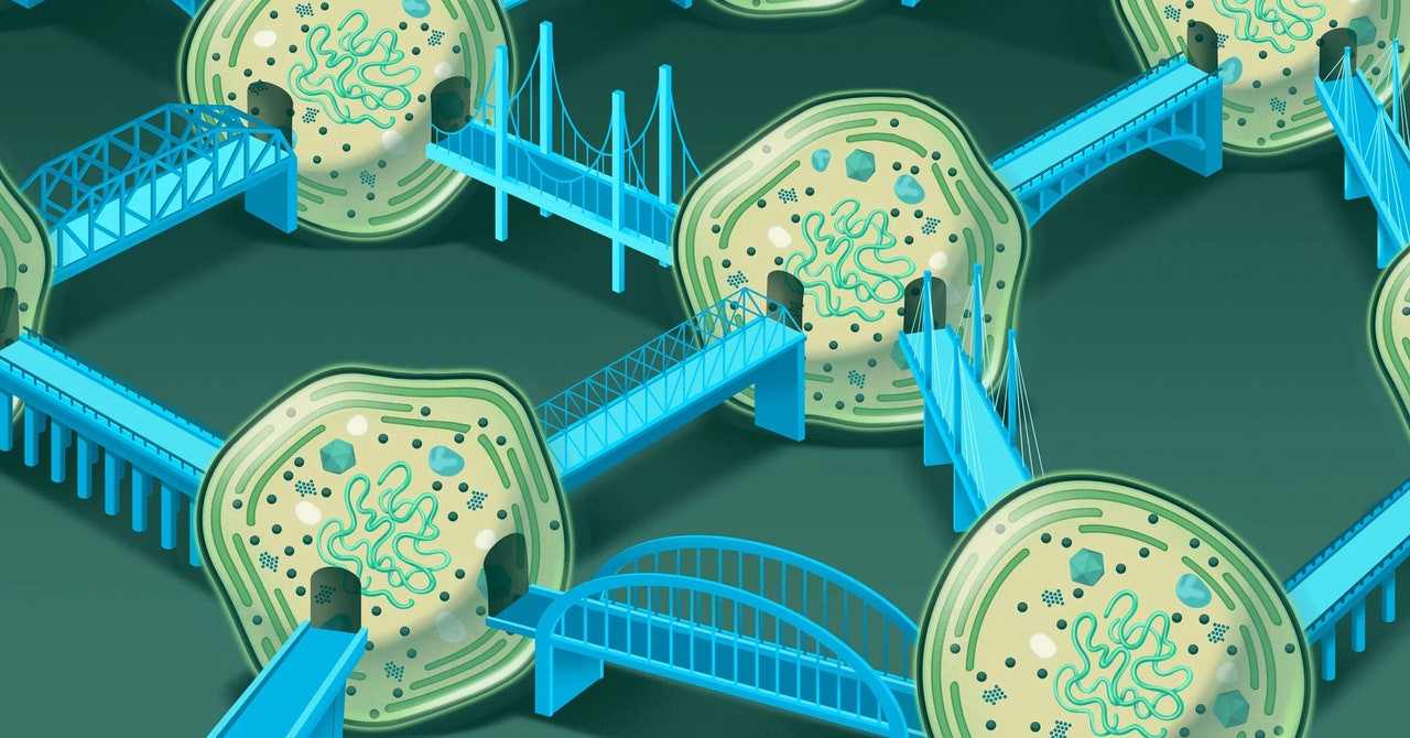 Life on Earth Depends on Networks of Ocean Bacteria