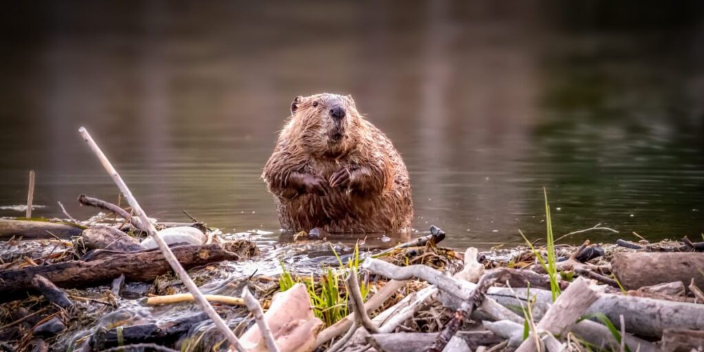 Family of beavers save Czech government $1.2 million by finishing a 7-year dam project in just a few weeks