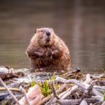 Family of beavers save Czech government $1.2 million by finishing a 7-year dam project in just a few weeks