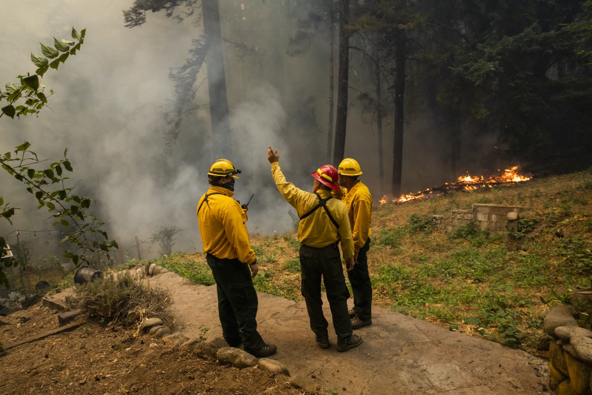 Mast Reforestation hatched a plan to restore wildfire-ravaged forests. Investors took notice.