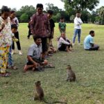 Monkeys egged on by YouTubers attack tourists and wreck temple stonework at Cambodia’s Angkor Wat