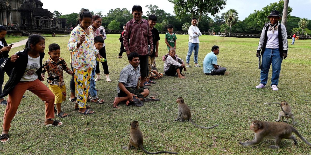 Monkeys egged on by YouTubers attack tourists and wreck temple stonework at Cambodia’s Angkor Wat