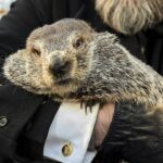 PETA proposes cake for Groundhog Day, instead of Punxsutawney Phil