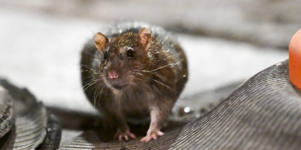 Hordes of rats are infesting cities and the $27 billion a year problem is only getting worse