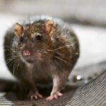 Hordes of rats are infesting cities and the $27 billion a year problem is only getting worse