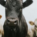 New bird flu variant found in Nevada dairy cows has experts sounding alarms: ‘We have never been closer to a pandemic from this virus’