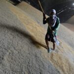 Japan will loosen its grip on the country’s fiercely guarded rice stockpile as prices soar to their highest levels ever