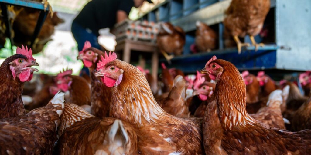 Experts sound the alarm as Ohio farm worker’s bird flu sparks fear it’s the next pandemic