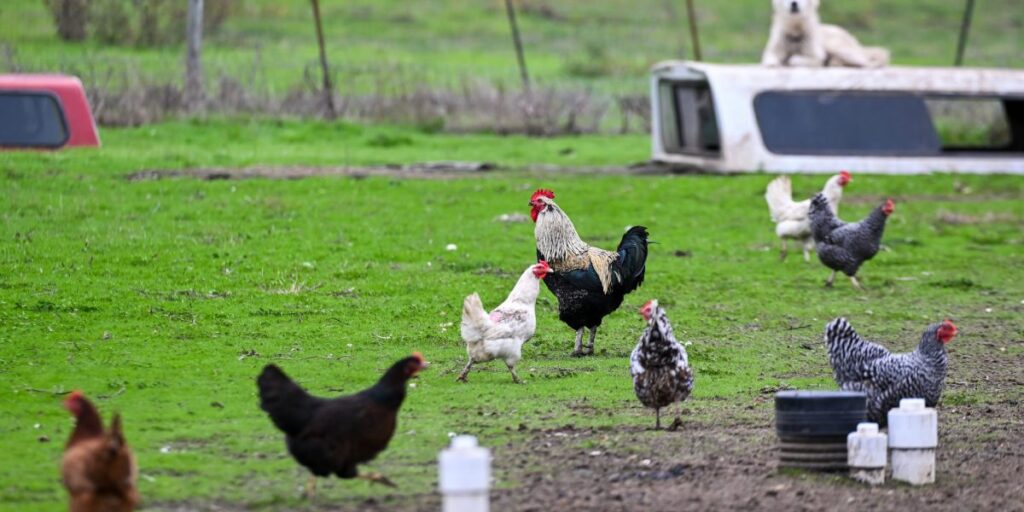 Sales of backyard chickens that lay their own eggs are booming as bird flu causes prices to crack new records