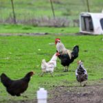 Sales of backyard chickens that lay their own eggs are booming as bird flu causes prices to crack new records