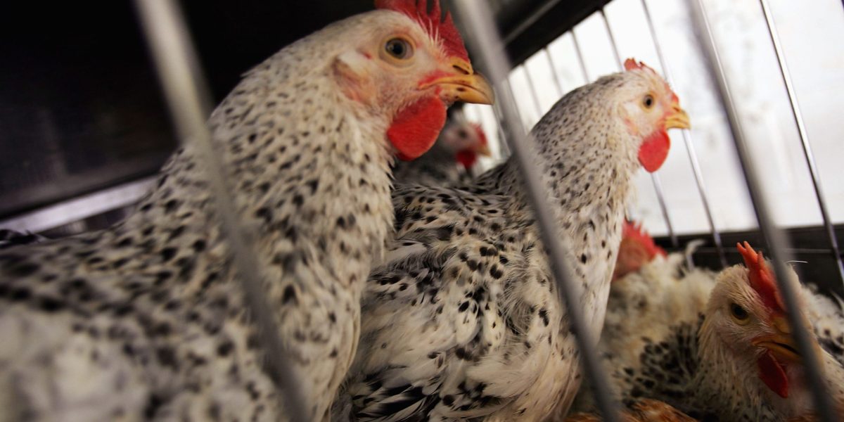 NYC just shut down all its live bird markets for a week after it discovered seven cases of avian flu