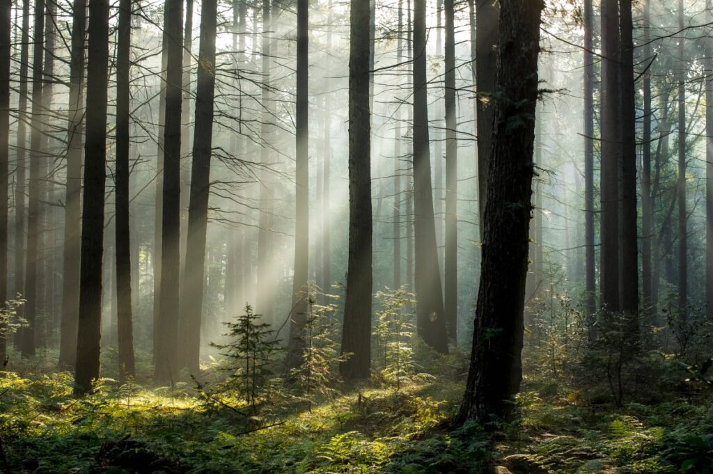 Image of a forest from a low angle with a ray of light coming in