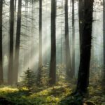 Image of a forest from a low angle with a ray of light coming in