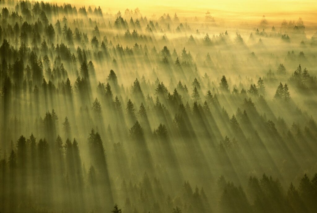 Sun streaming through dawn mist over a forest in Washington State, USA.