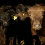 US will allow Mexican beef imports to resume, says Mexican minister