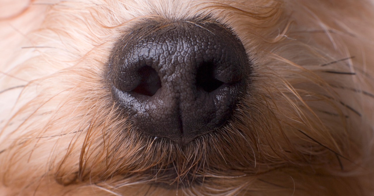 A Nose-Computer Interface Could Turn Dogs Into Super Detectors