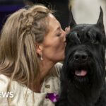 Moment giant schnauzer wins Westminster Kennel Club dog show