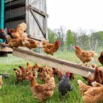 Backyard chickens bird flu Vermont