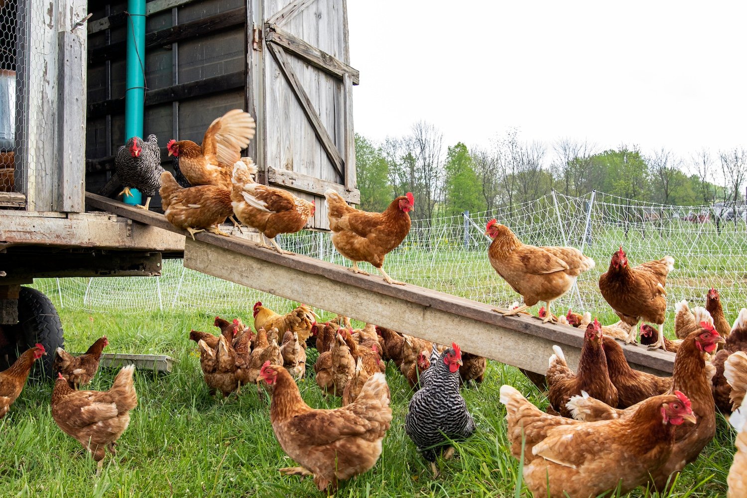 Backyard chickens bird flu Vermont