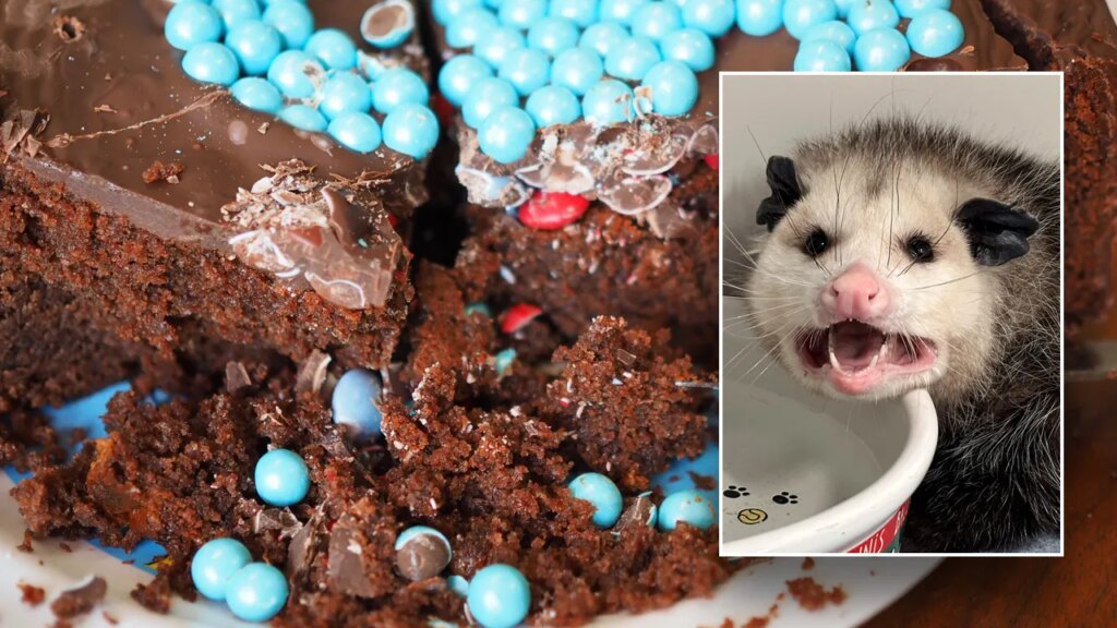 Costco chocolate cake devoured by opossum: 'We've all been there, girl'