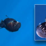 Spooky deep-sea anglerfish caught on camera by Spanish researchers near Canary Islands