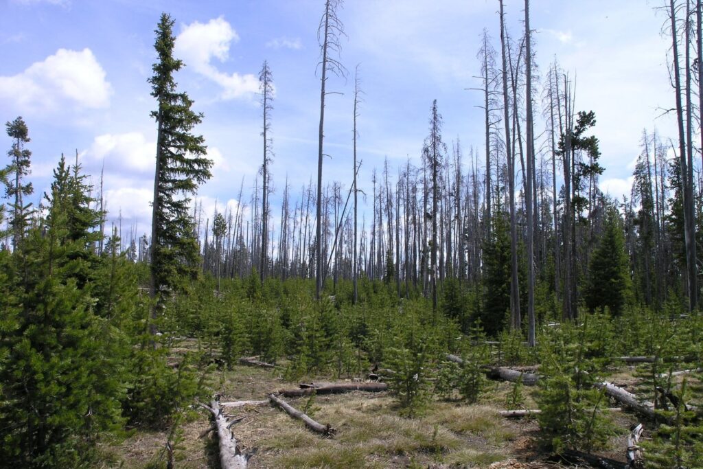 A stand of dead trees in Yellowstone National Park.