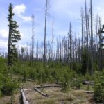 A stand of dead trees in Yellowstone National Park.